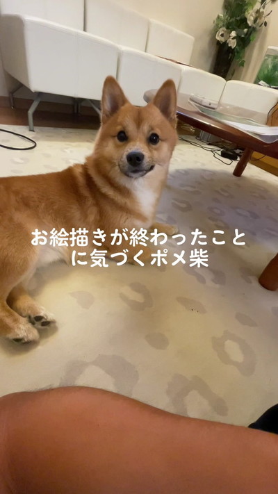 見つめるワンコ