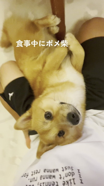 見上げるワンコ