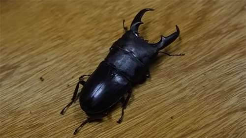 でっかいヒラタクワガタ