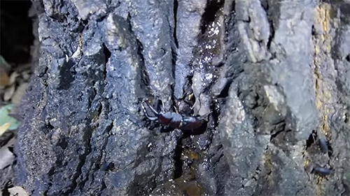 ノコギリクワガタ