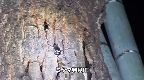 ミヤマクワガタ