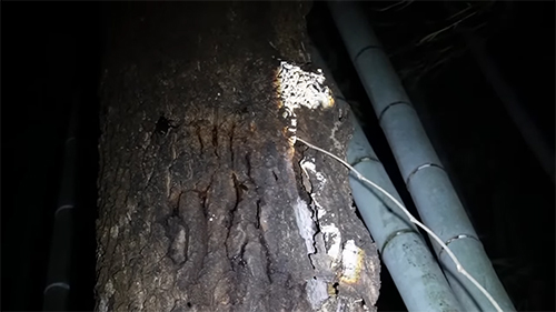 ウロに木の枝をつっこむ