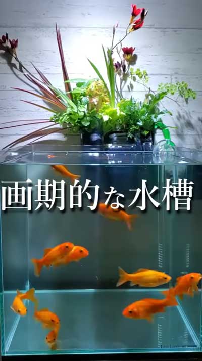 汚れた金魚の水槽をきれいにする方法