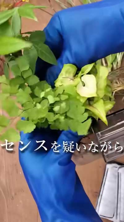 汚れた金魚の水槽をきれいにする方法