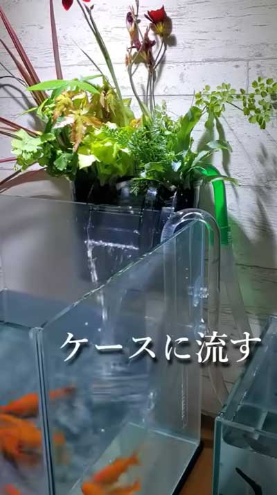 汚れた金魚の水槽をきれいにする方法