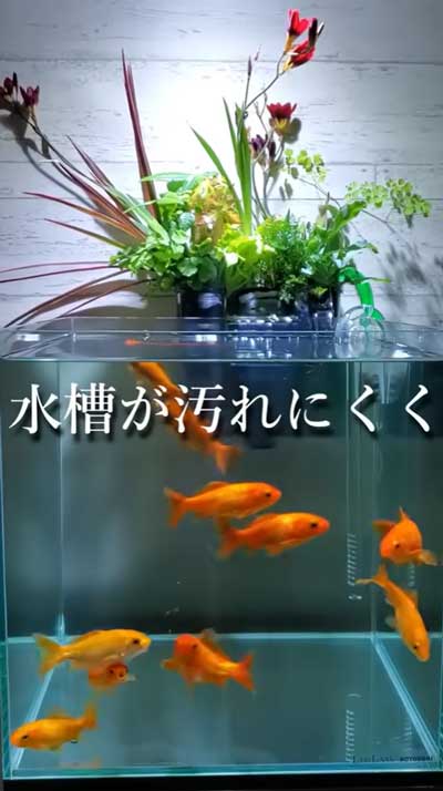 汚れた金魚の水槽をきれいにする方法
