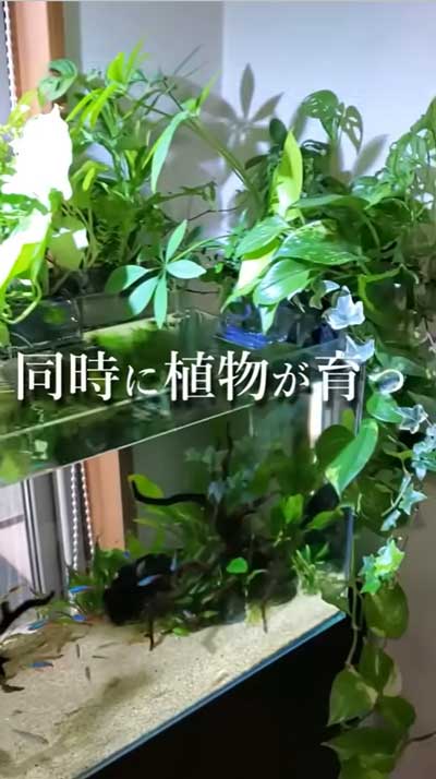 汚れた金魚の水槽をきれいにする方法