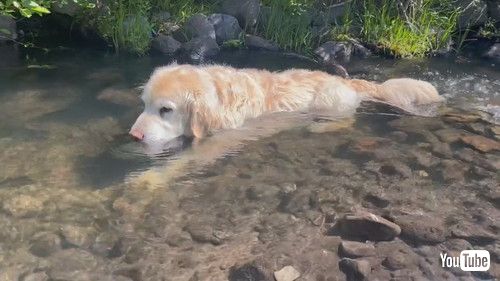 身を沈めるダッチ