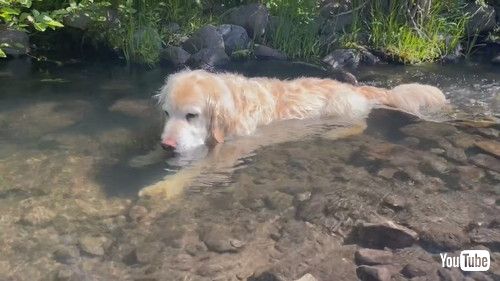 鼻を川面にくっつけて