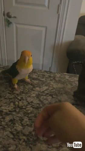ダンスを踊るインコ