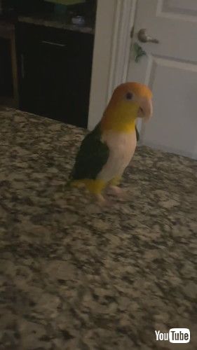ダンスを踊るインコ