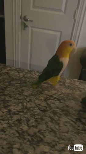 ダンスを踊るインコ