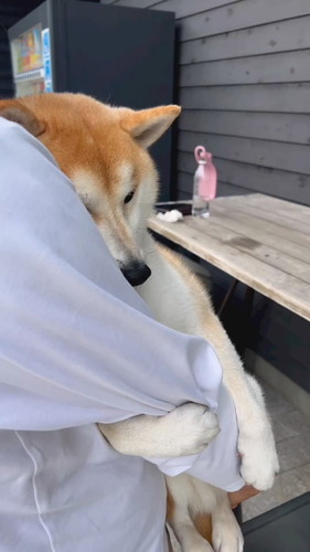 脇にスポッとするのが好きななぎまるくん