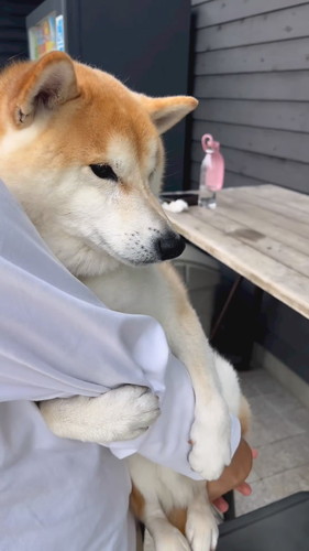 脇にスポッとするのが好きななぎまるくん