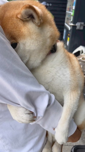 脇にスポッとするのが好きななぎまるくん