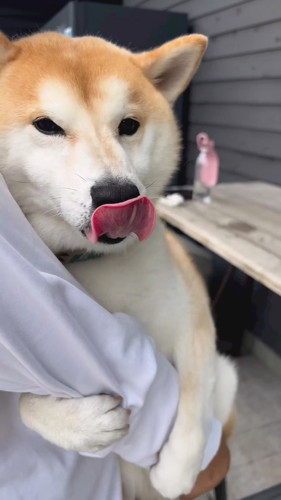 脇にスポッとするのが好きななぎまるくん