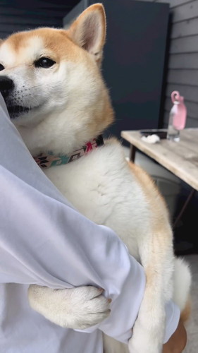 脇にスポッとするのが好きななぎまるくん