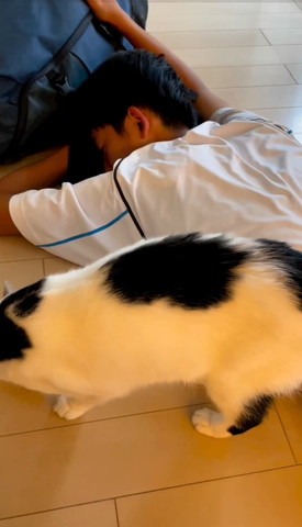 お兄ちゃんの前に白黒猫ちゃん