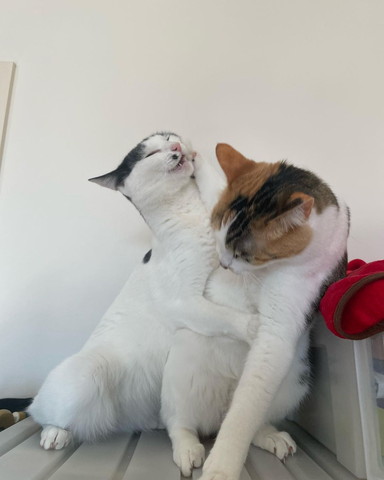 じゃれる猫たち