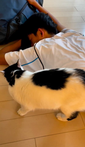 お兄ちゃん顔寄せる白黒猫ちゃん