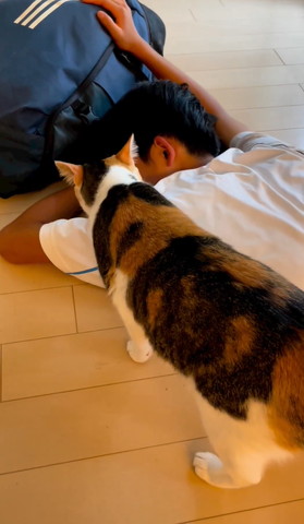 お兄ちゃんを見てる三毛猫