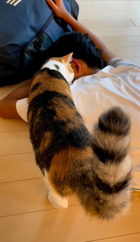 お兄ちゃんに顔近づける三毛猫