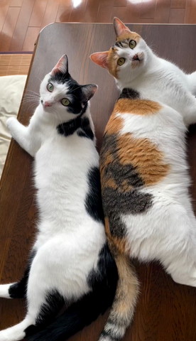 背中合わせる2匹の猫