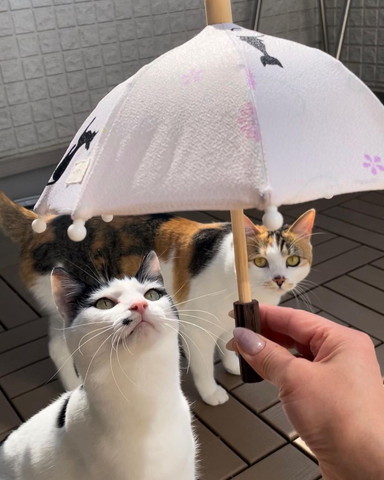 日傘見てる猫たち