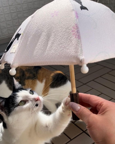 日傘さわる猫