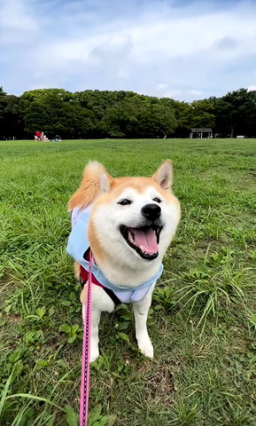 芝生で笑顔のワンコ