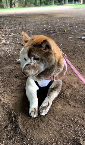 半分汚れたワンコななめ横顔