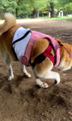 立ち上がるワンコ