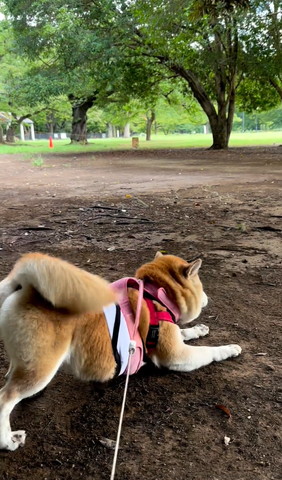 ストレッチワンコ