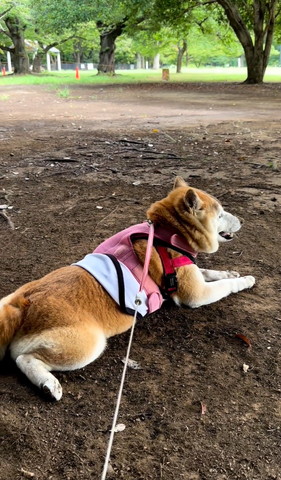 伏せるワンコ斜め後ろ姿