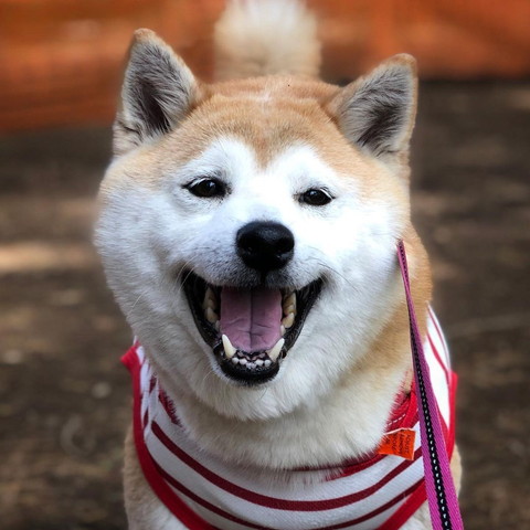 笑顔ワンコアップ赤い洋服