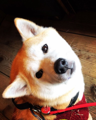 振り返りワンコ