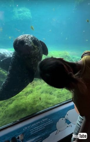 ゼニガタアザラシ