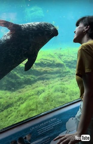 ゼニガタアザラシ