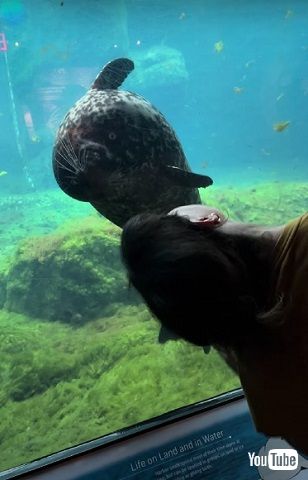 ゼニガタアザラシ