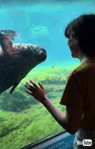 ゼニガタアザラシ