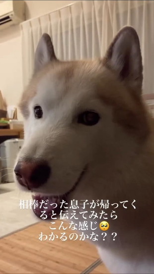 喜ぶ犬