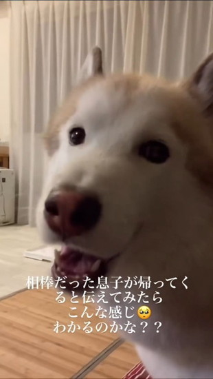 遠吠えする犬
