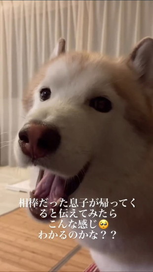 鼻水を出す犬