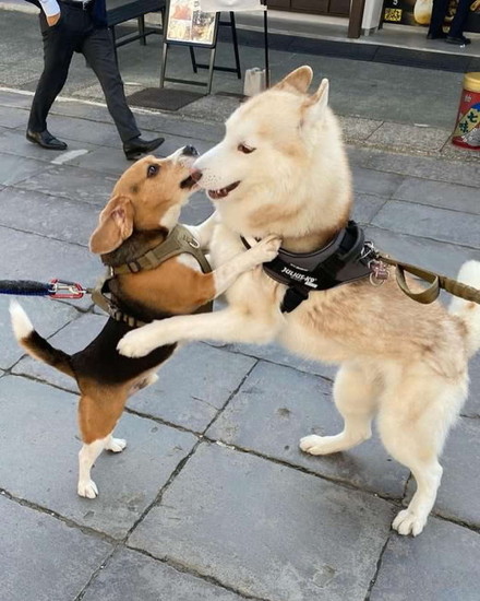 抱き合う犬