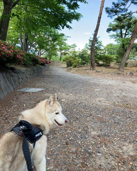 木陰を目指す犬
