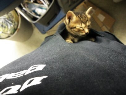 ポケットに入る子猫