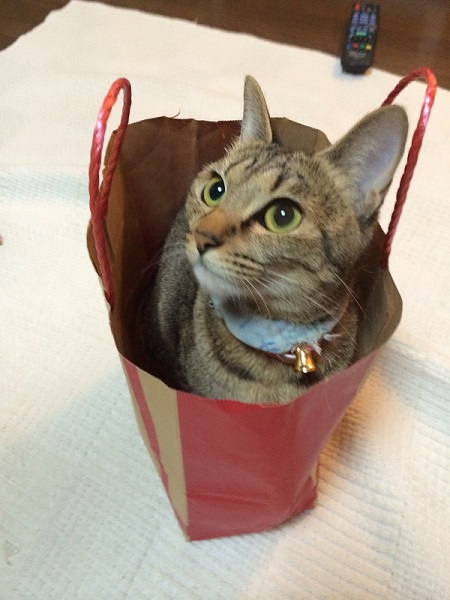 保護猫