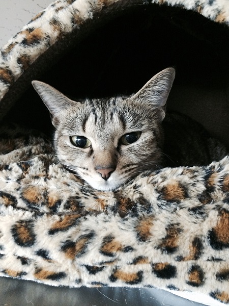 ベッドで寝る保護猫