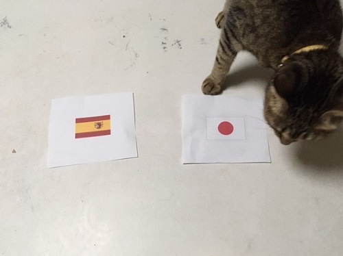 勝利を当てる猫
