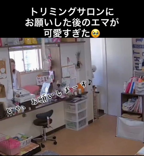 預けられたワンコ